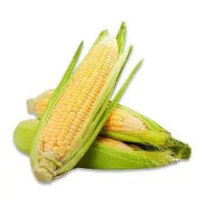 ذرة طازجة